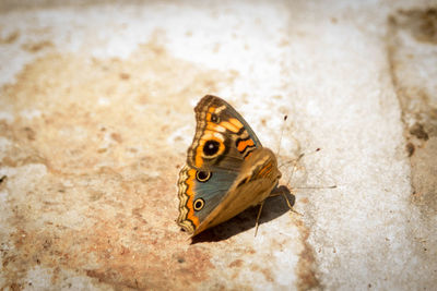 Close-up of butterfly