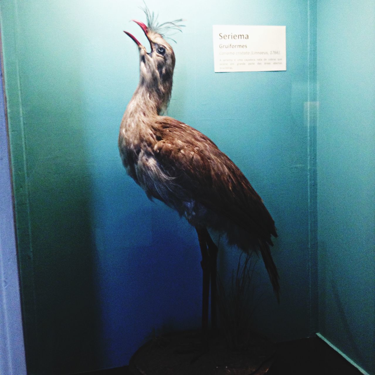 animal themes, one animal, indoors, wildlife, animals in the wild, domestic cat, full length, cat, bird, wall - building feature, pets, no people, mammal, side view, domestic animals, wall, day, feline, sitting, zoology