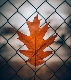 Close-up of dry leaves on chainlink fence