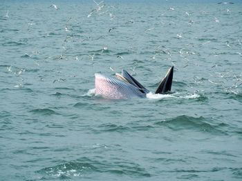 Fish swimming in sea