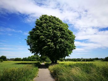 Tree on field against sky