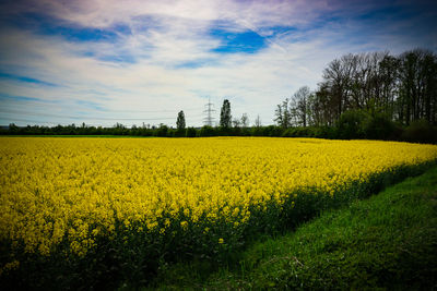 rapeseed