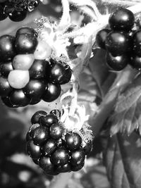 Close-up of berries growing on plant