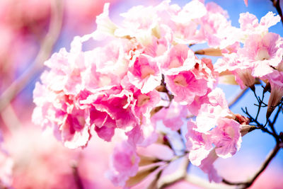 Close-up of pink cherry blossom