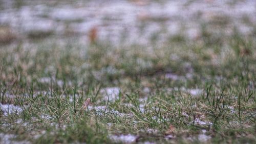 Close-up of grass growing in field