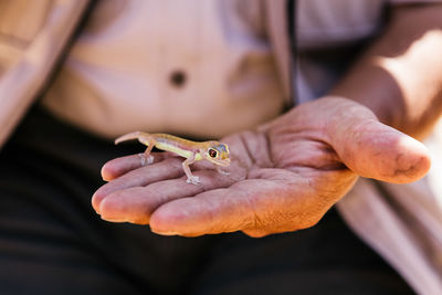 Midsection of hand holding lizard