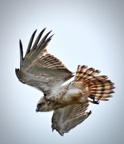 Low angle view of bird flying