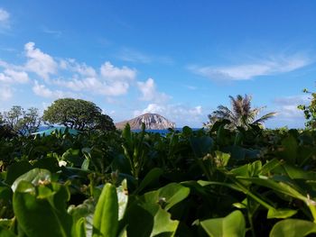 Low angle view of trees against sky