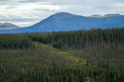 Scenic view of pine trees against sky