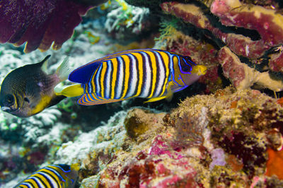 Fish swimming in sea