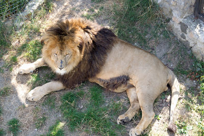 Full length of a cat on field