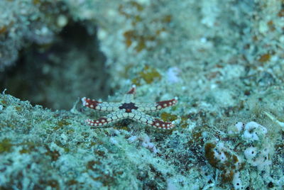 Close-up of fishes in sea