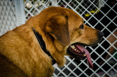 Close-up of dog