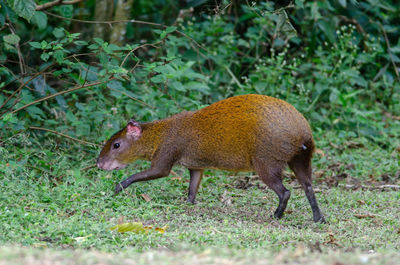 Side view of a reptile on field in forest