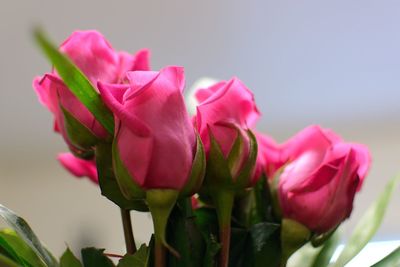 Close-up of pink flowers blooming outdoors