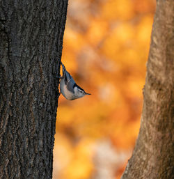 Close-up of bird perching on tree trunk