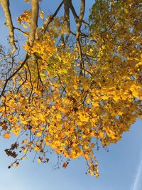 Low angle view of autumn tree against sky