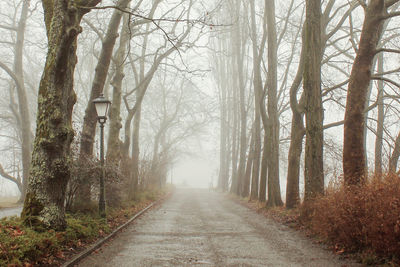 Road amidst trees in forest during winter