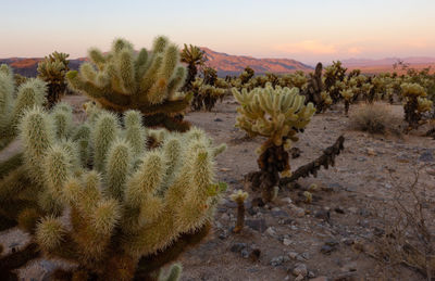 Cactus growing on field against sky during sunset