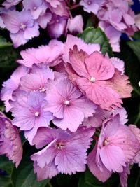 Close-up of raindrops on pink flowers