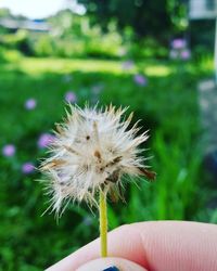 Close-up of dandelion flower