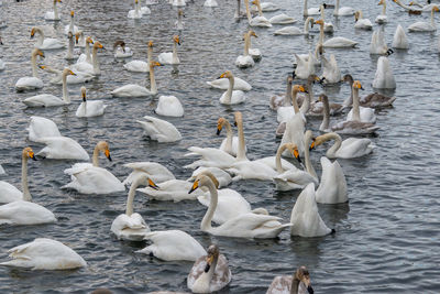 Swans swimming in lake