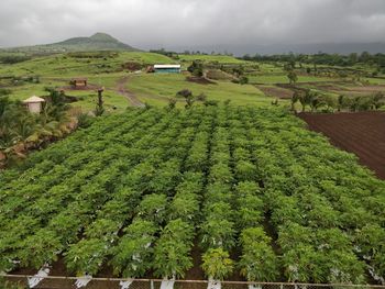 Scenic view of papaya trees against sky