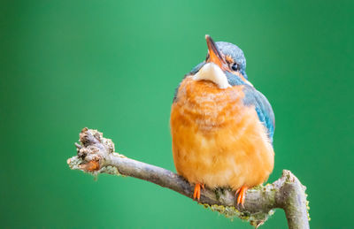 Close-up of bird perching on a tree