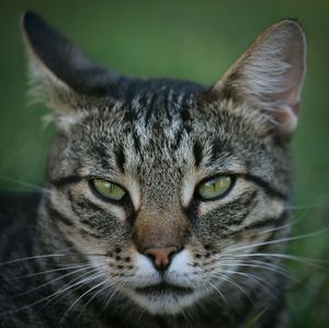 Close-up portrait of cat