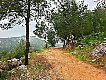 Footpath along trees