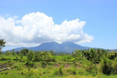 Scenic view of tree mountains against sky