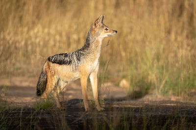 Full length of jackal standing on land