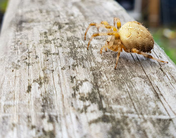 Close-up of spider on wood