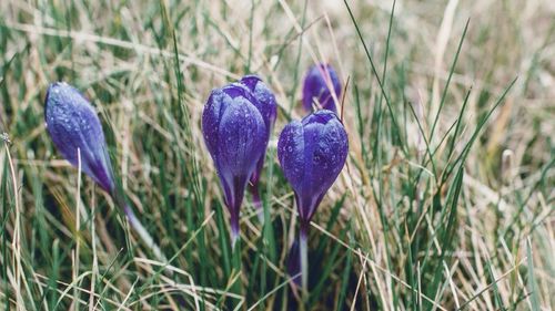 Close-up of purple flowers on grass