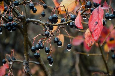 Close-up of wet fruits on tree