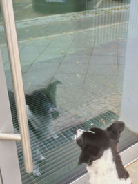 View of dog