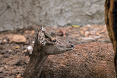 Close-up of deer looking away on field