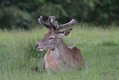 Deer in a field