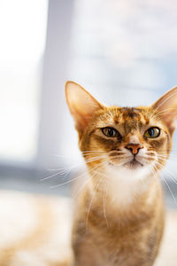 Close-up portrait of cat