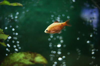 Close-up of fish swimming in sea