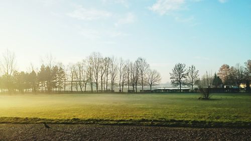 Trees on grassy field