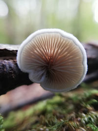 Close-up of mushroom growing outdoors