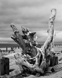 Close-up of driftwood on tree