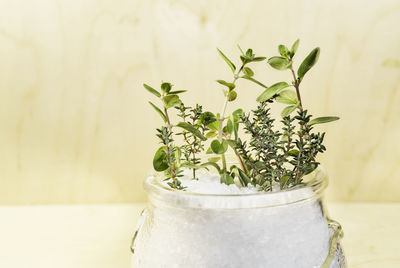 Twig of fresh origan and thyme with coarse salt i bowl