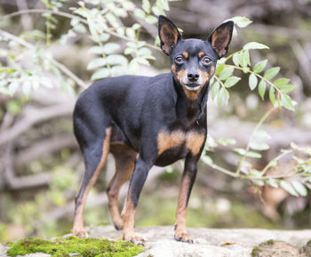 Portrait of black dog