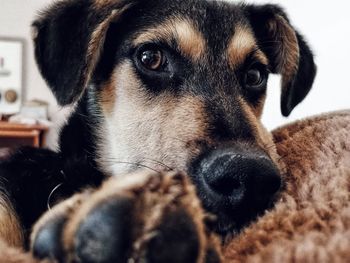 Close-up portrait of dog resting