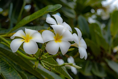 Close-up of white flowering plant