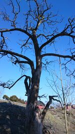 Bare tree against sky