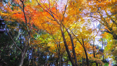 Low angle view of trees during autumn