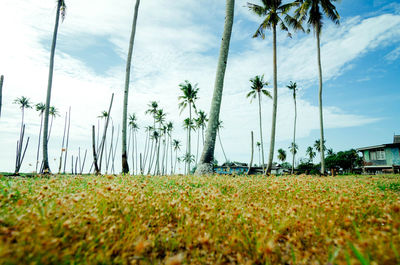 Palm trees on field against cloudy sky